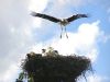 imagen emancipacin: ciguea abandonando el nido